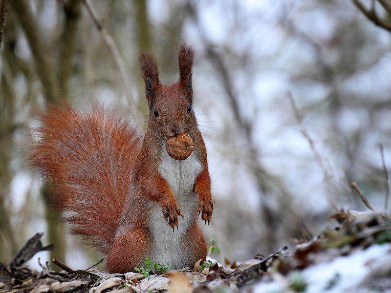 Белка (Sciurus)