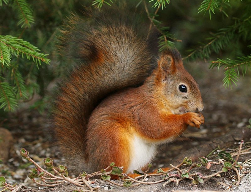 Sciurus VARIEGATOIDES