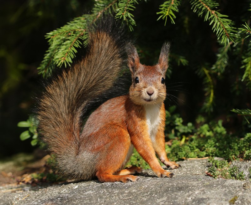 Sciurus vulgaris Балашова