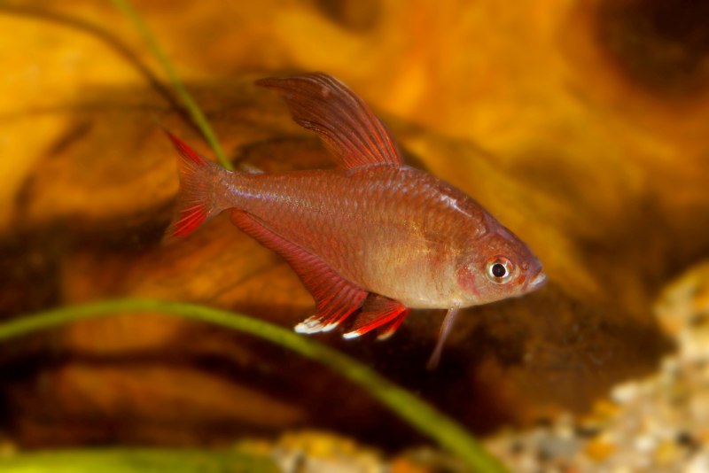 Кровавая тетра (Hyphessobrycon Callistus).