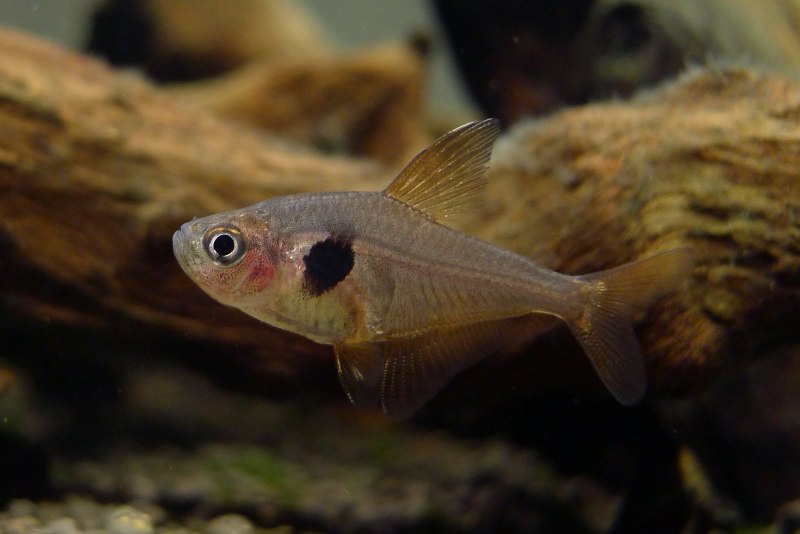 Hyphessobrycon sweglesi