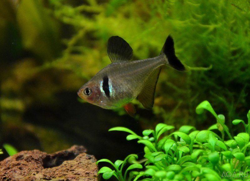Hyphessobrycon loweae