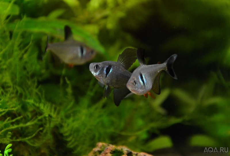 Hyphessobrycon robertsi
