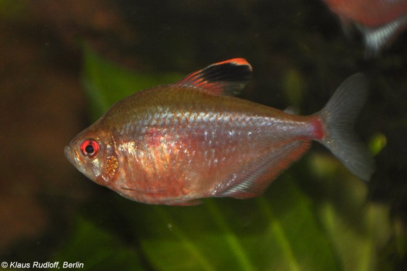 Hyphessobrycon megalopterus