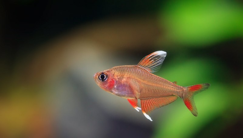 Hyphessobrycon megalopterus