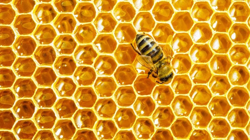 Bee Brian
