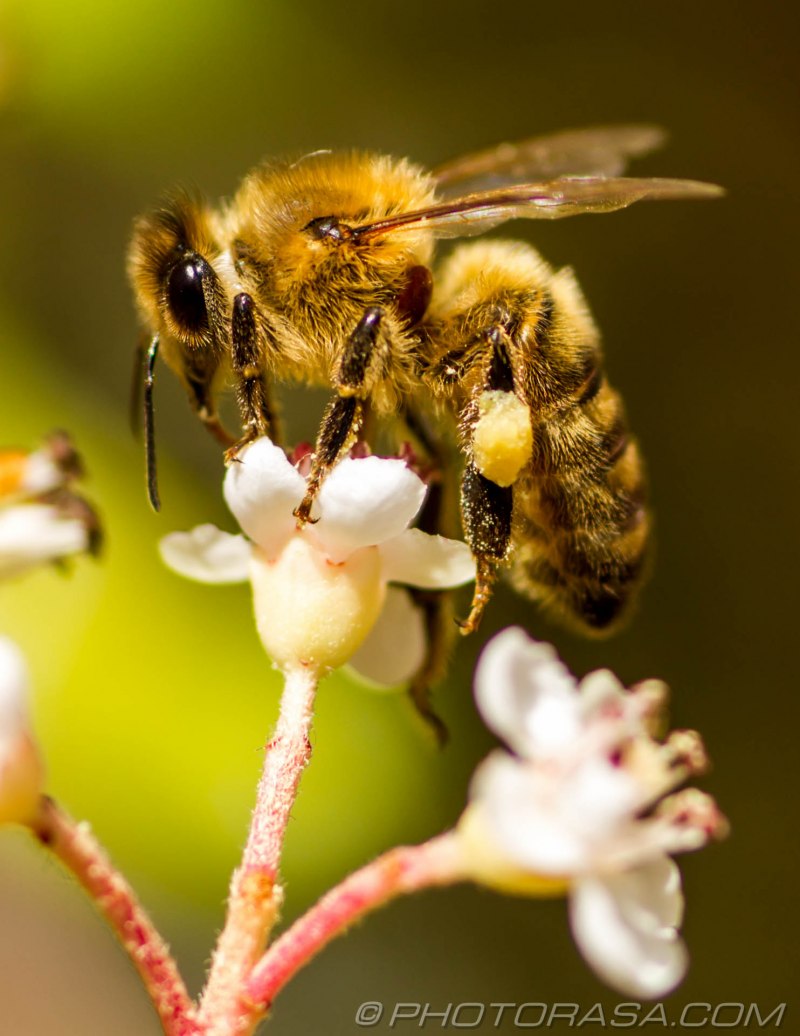 APIS mellifera mellifera