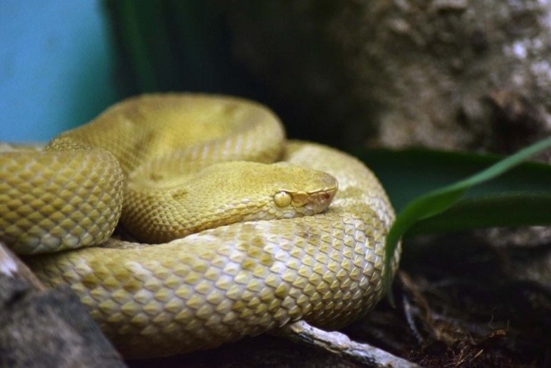Гигантская Анаконда (eunectes murinus)