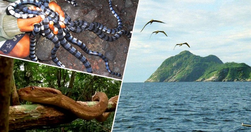 BOTHROPS Jararaca яд