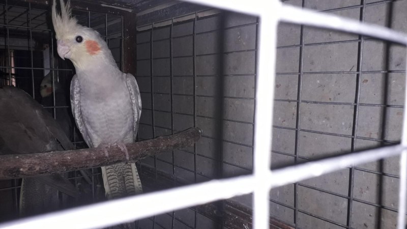 Попугай корелла