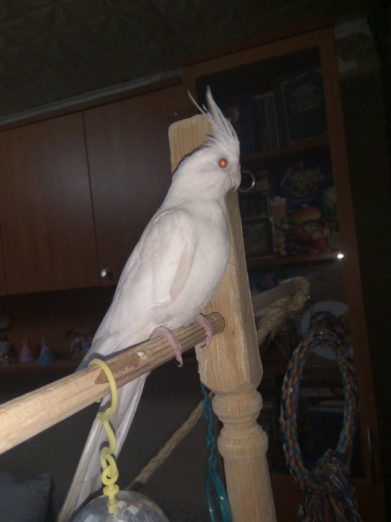 Какаду и корелла