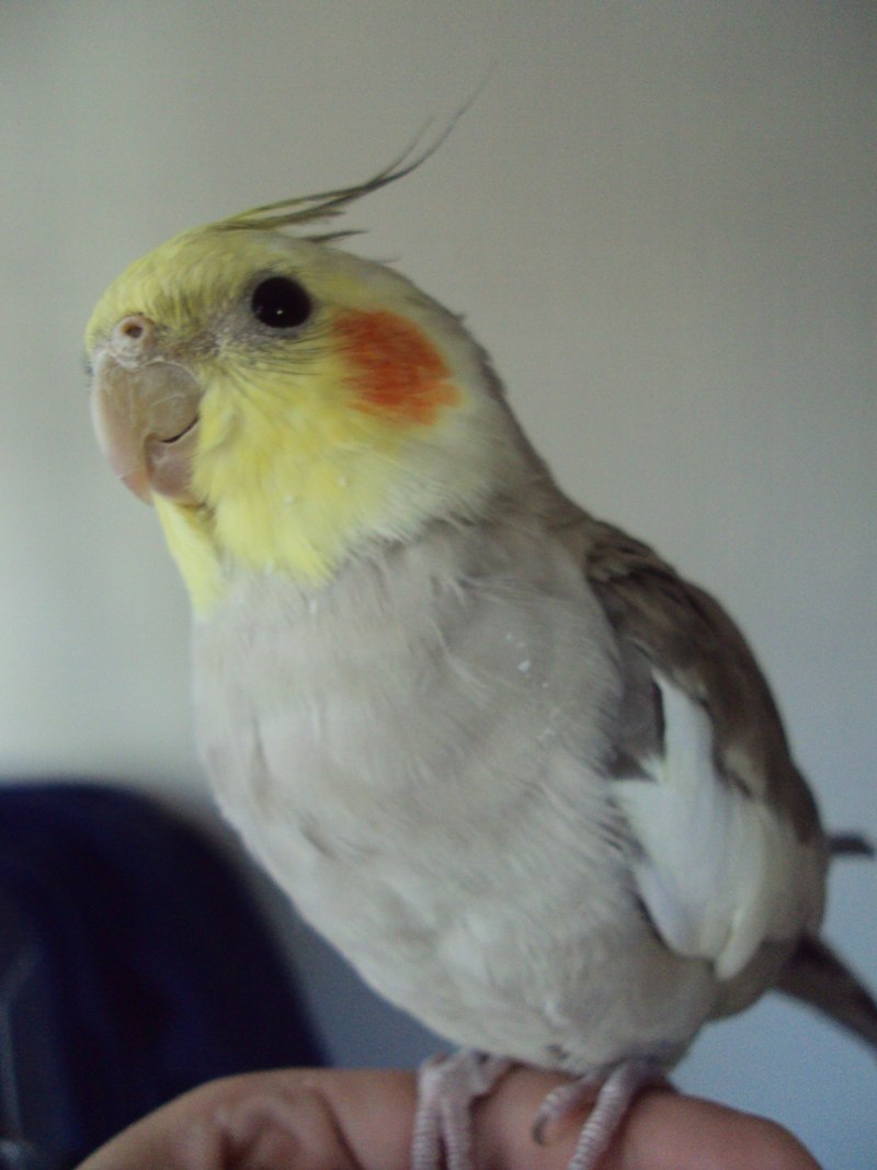 Корелла попугай 4 лапы