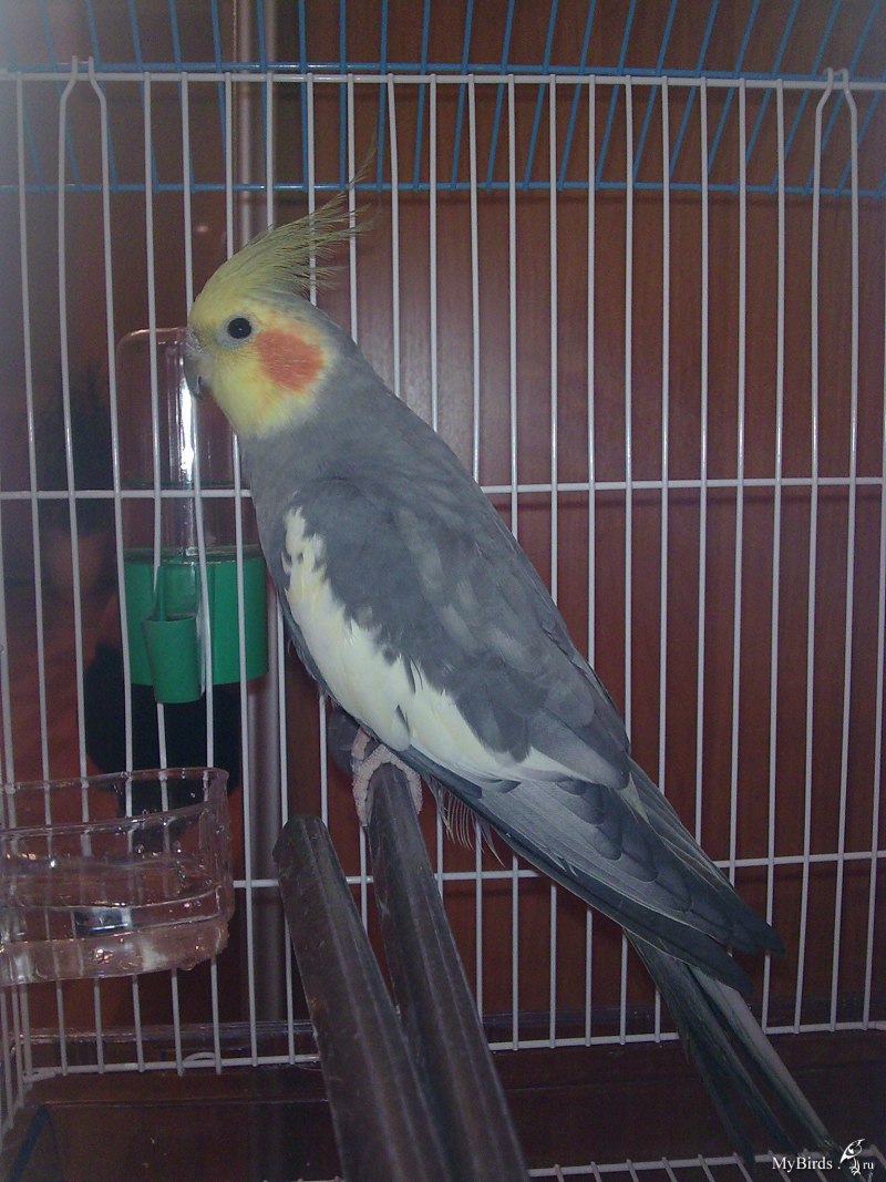 Корелла попугай 4 лапы