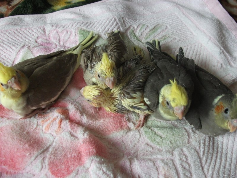 Австралийский попугай корелла