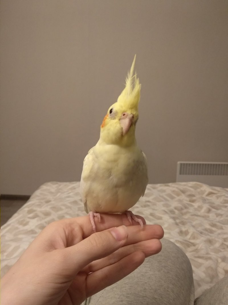 Корелла лютино