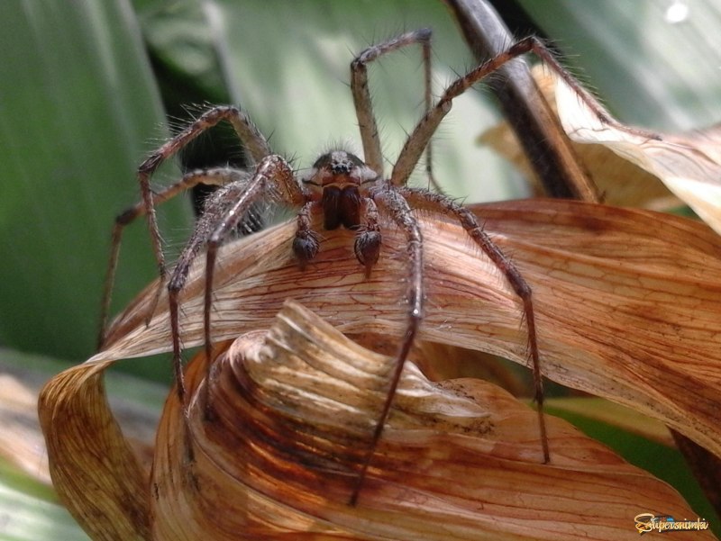 Funnel web паук