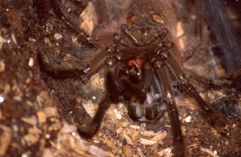 Сиднейский лейкопаутинный паук (Atrax robustus)