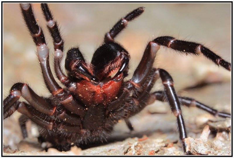 Atrax robustus паук