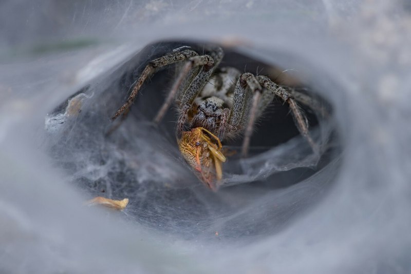 Agelena orientalis