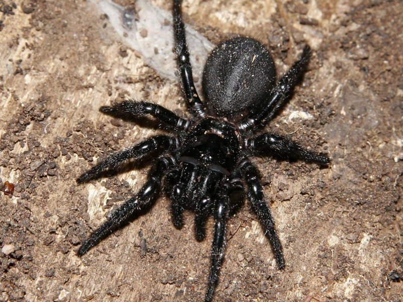 Atrax robustus паук