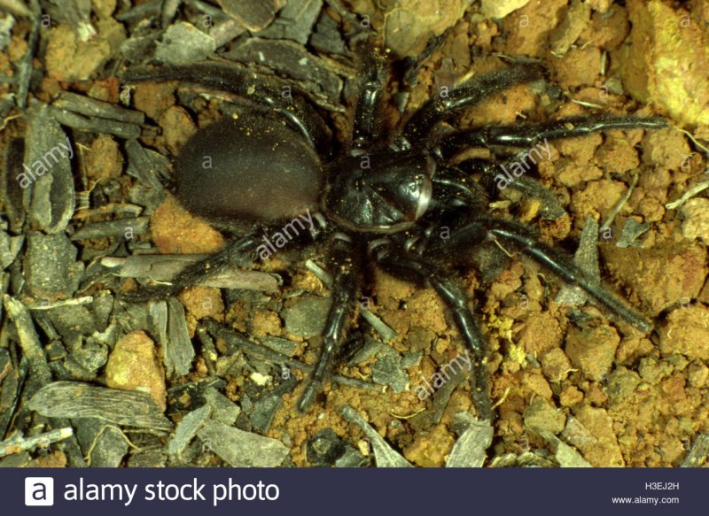 Atrax robustus паук