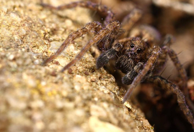 Паук Badumna insignis