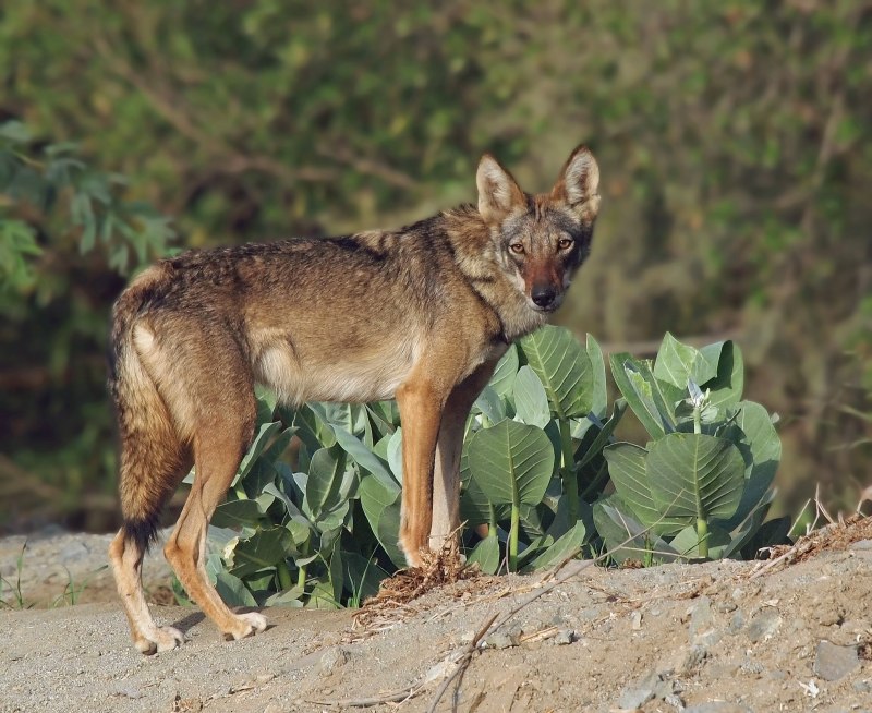 Аравийский волк canis Lupus arabs