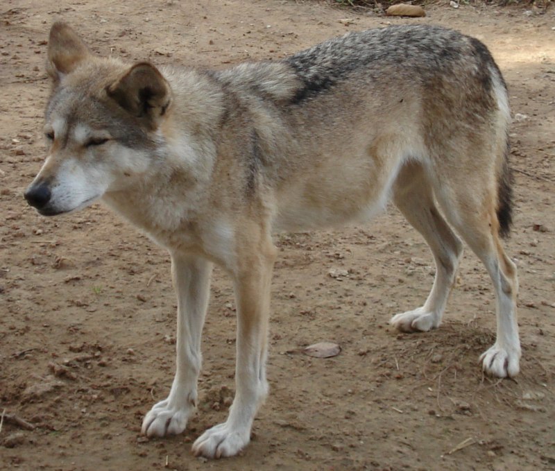 Среднеазиатский волк (64 фото)