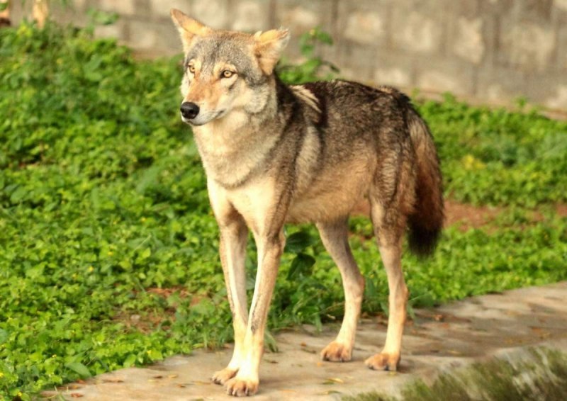 Canis Lupus pallipes