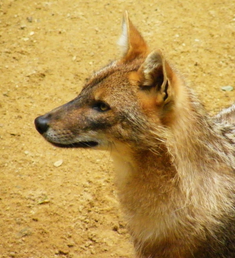 Canis Lupus cubanensis