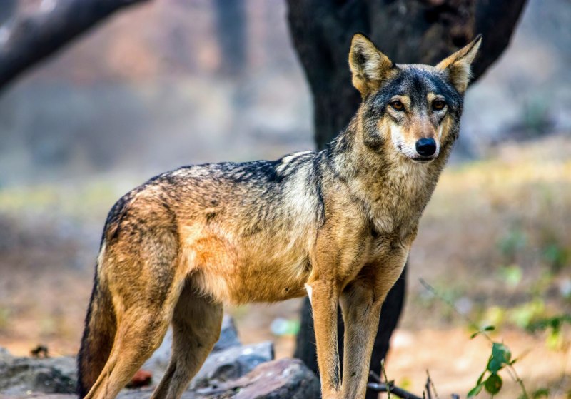 Canis Lupus, alces alces