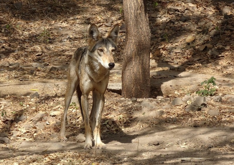 Волк canis Lupus