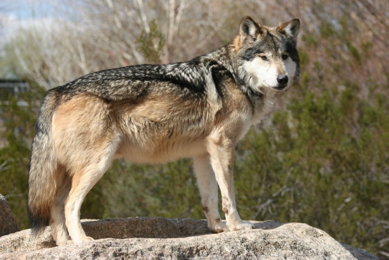 Canis Lupus pallipes