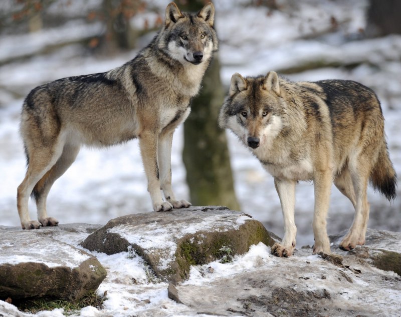 Canis himalayensis