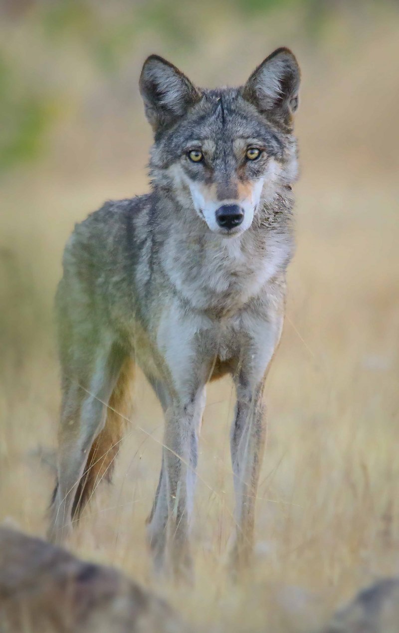 Кенайский волк canis Lupus alces