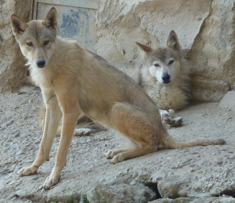 Canis himalayensis