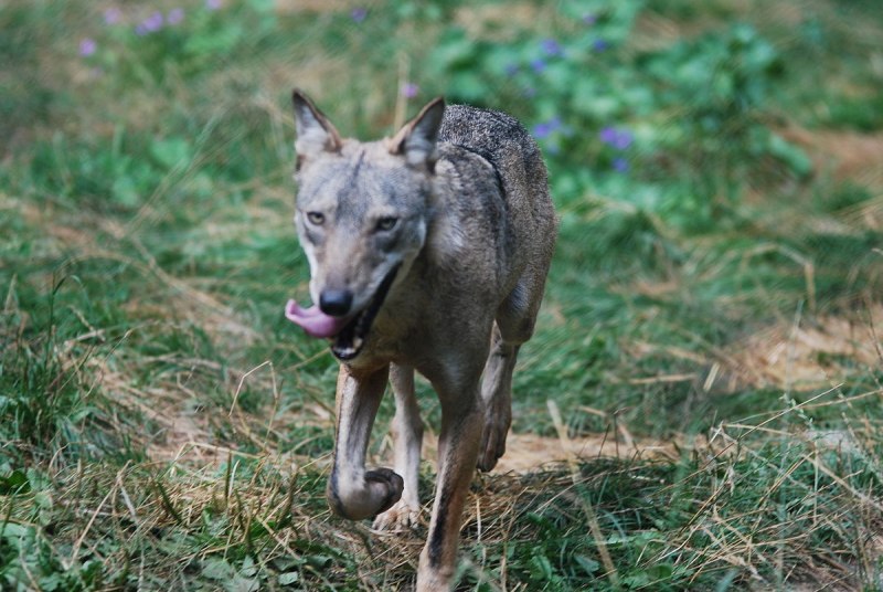 Аравийский волк canis Lupus arabs