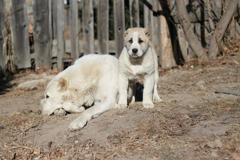 Canis Lupus Campestris