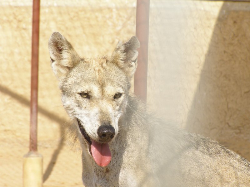 Волк Эдварда canis edwardii