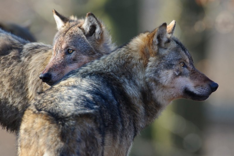 Обыкновенный Шакал (canis aureus)