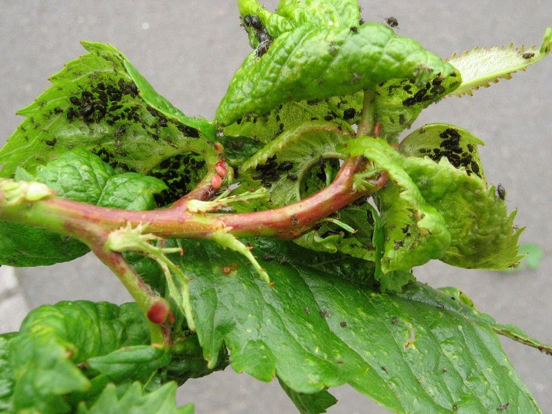 Myzus Cerasi