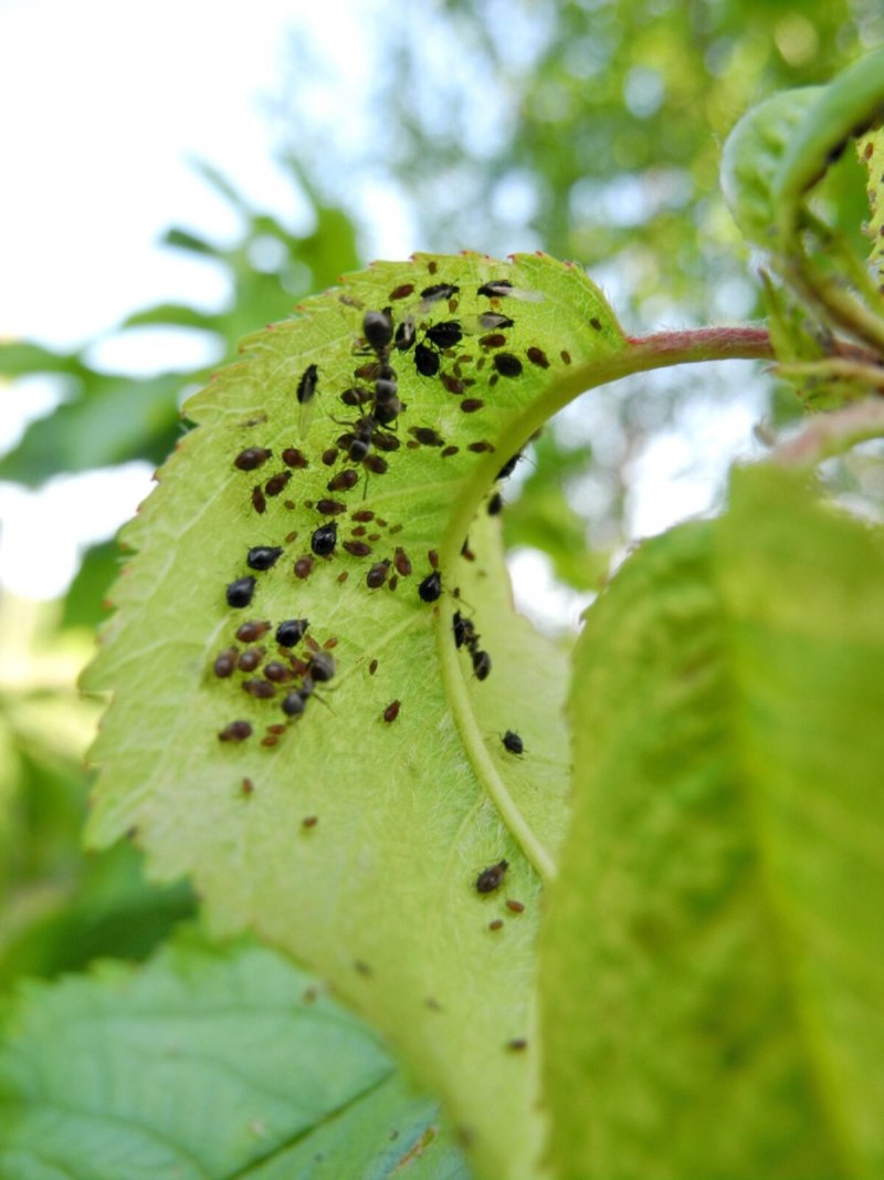 Aphidoidea Антенс