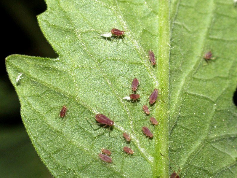 Curculio Nucum