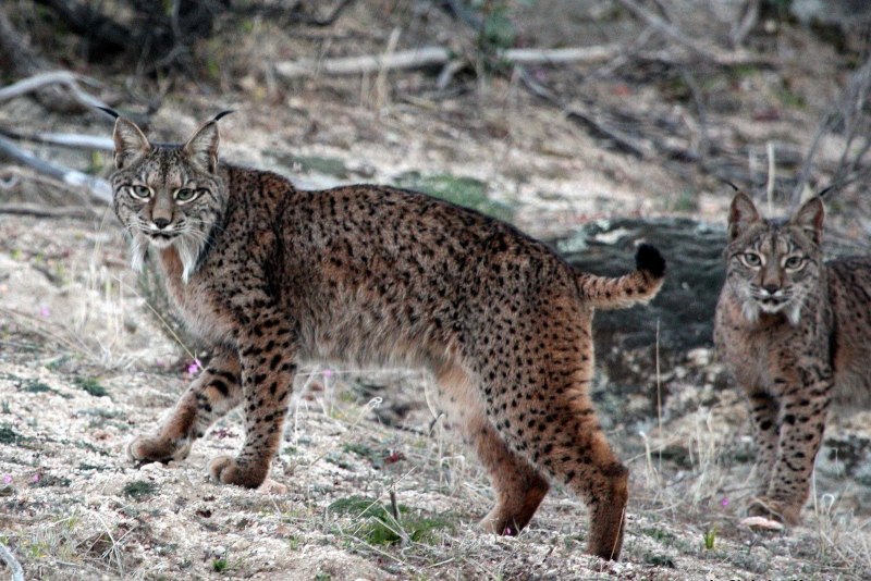 Пиренейская Рысь (Lynx pardinus):
