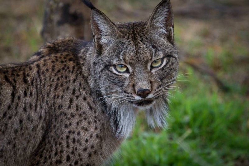 Рысь — Lynx Lynx