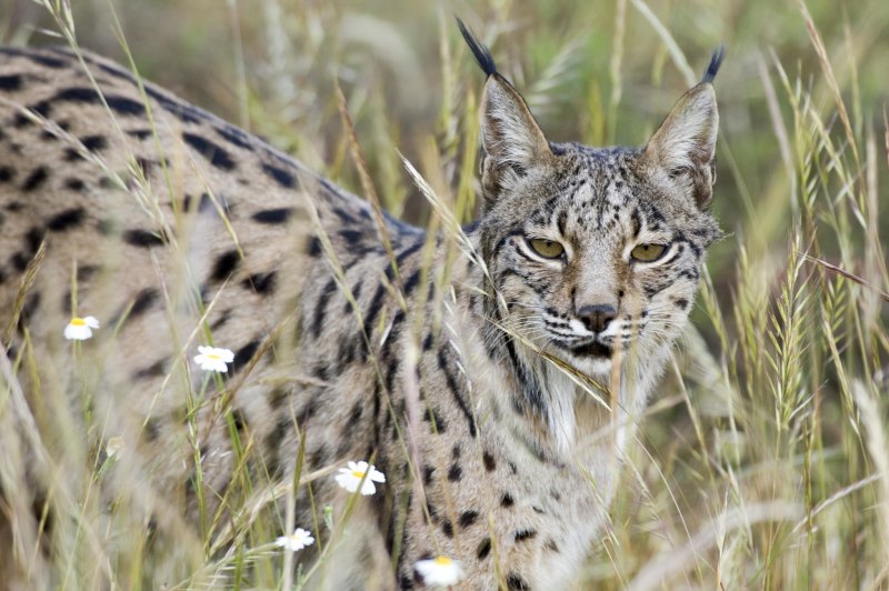 Пиренейская Рысь (Lynx pardinus):