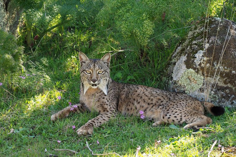 Иберийская (испанская) Рысь (Iberian Lynx)