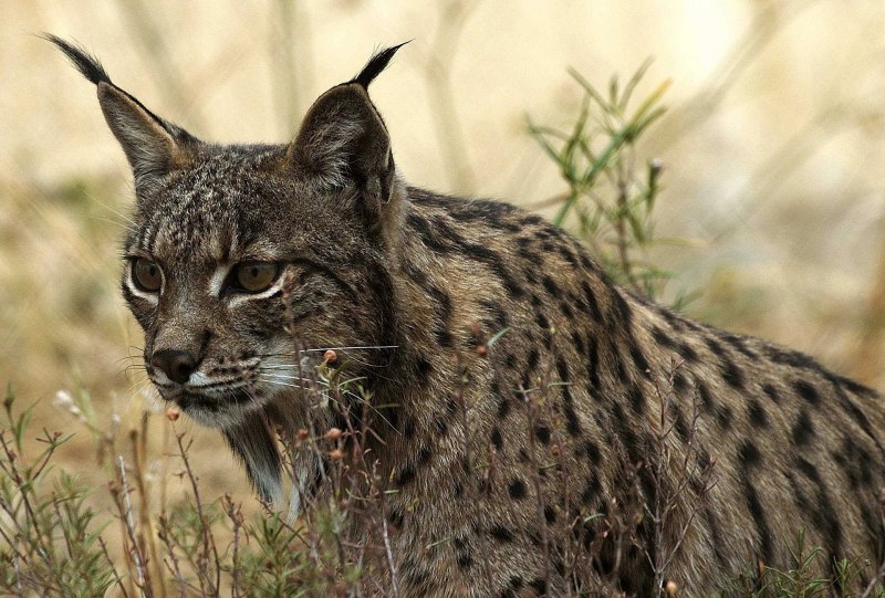 Пиренейская Рысь (Lynx pardinus):