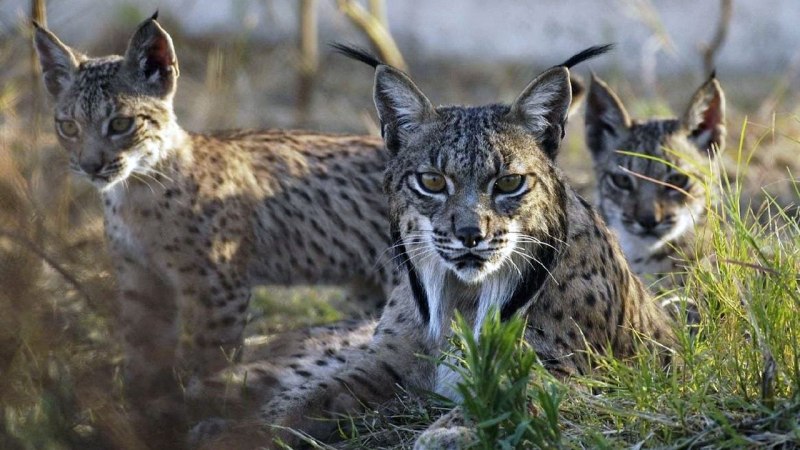 Lynx pardinus