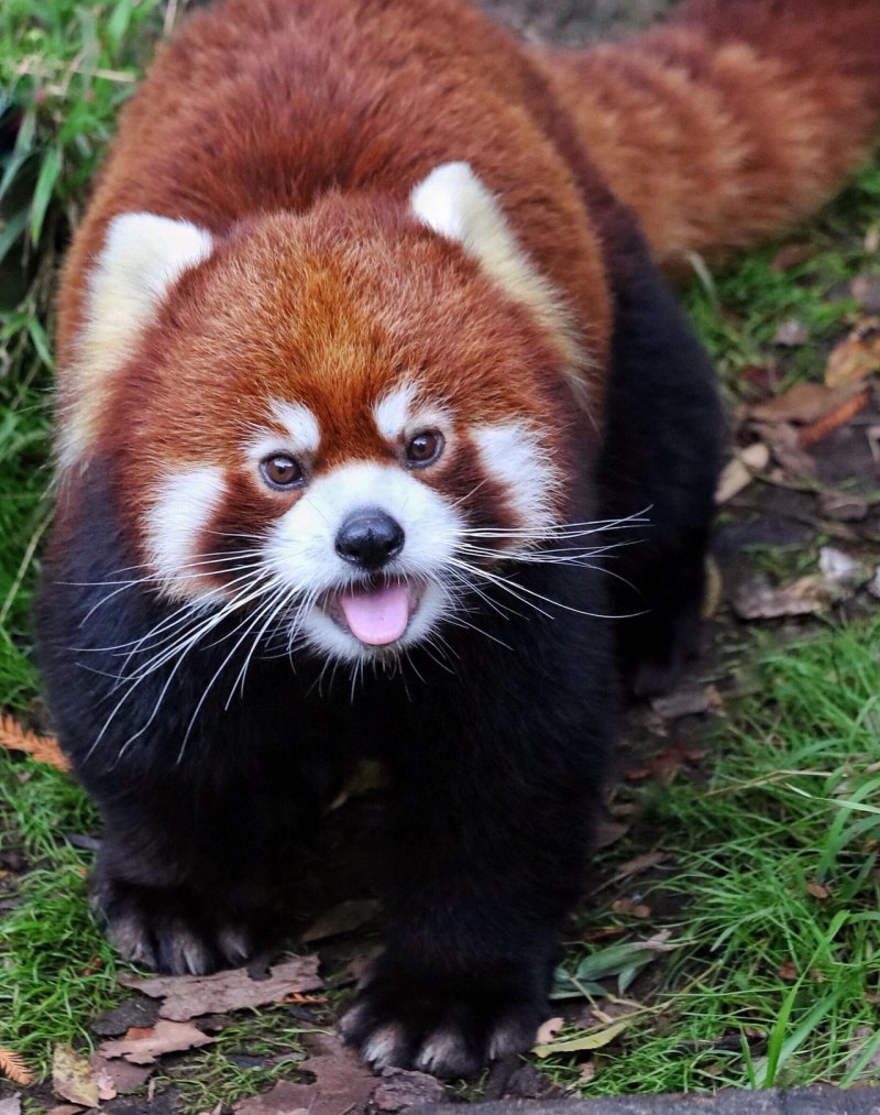 Красная панда животное (53 фото)